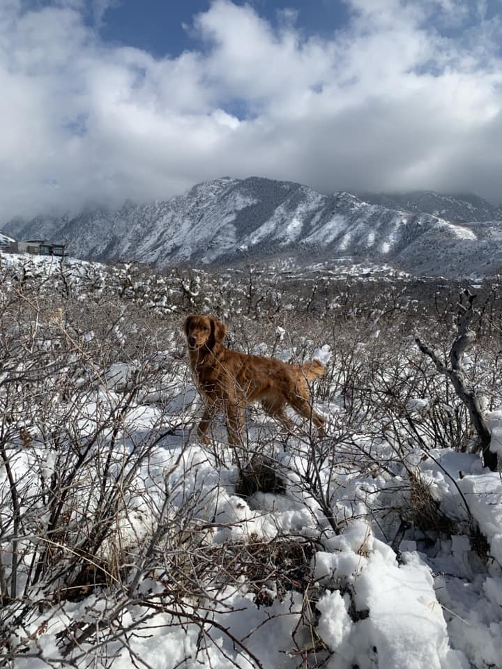 Dog Nervous System Repair South Jordan