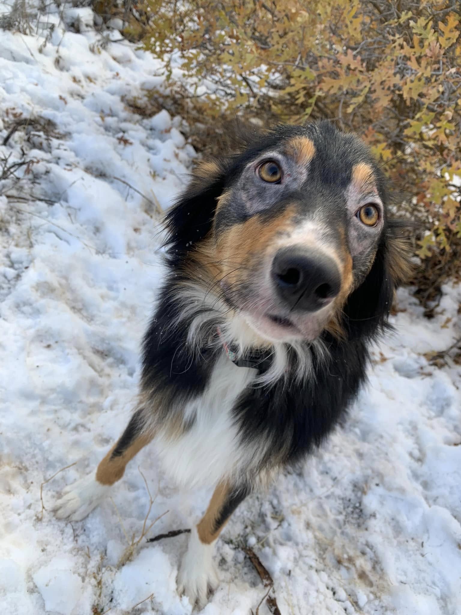 Dog Impulse Control South Jordan