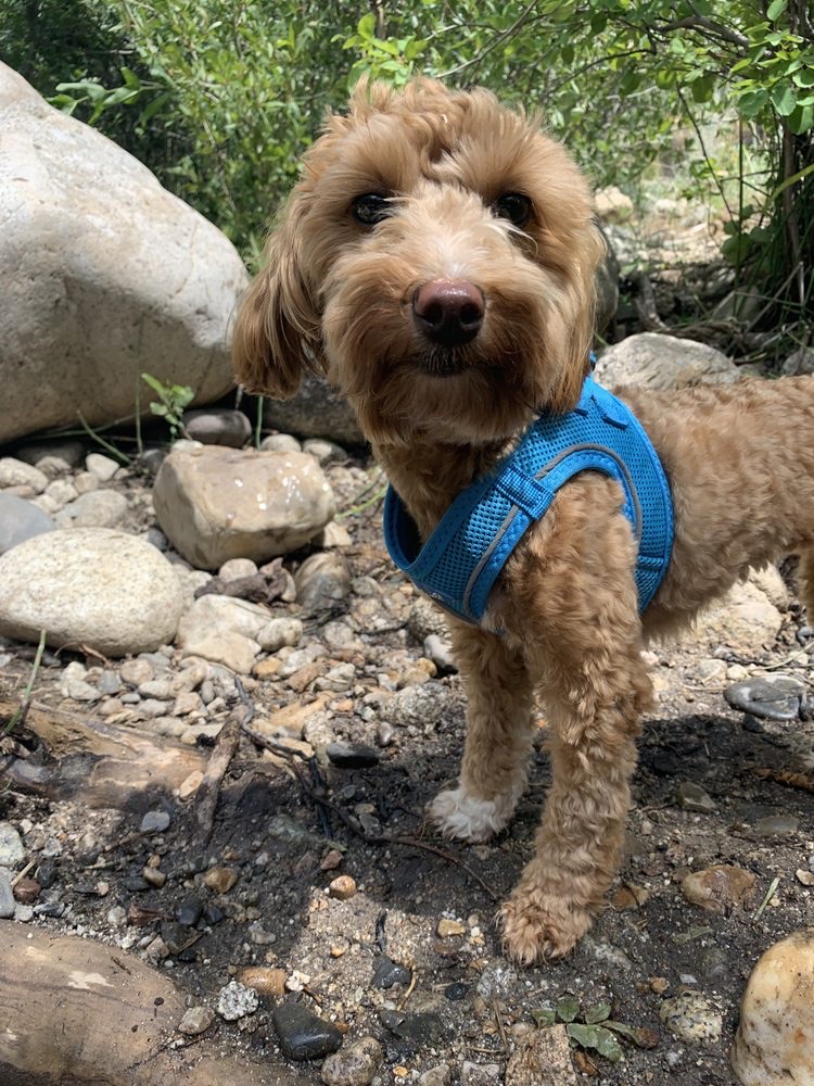 Emotional Support Dog Training