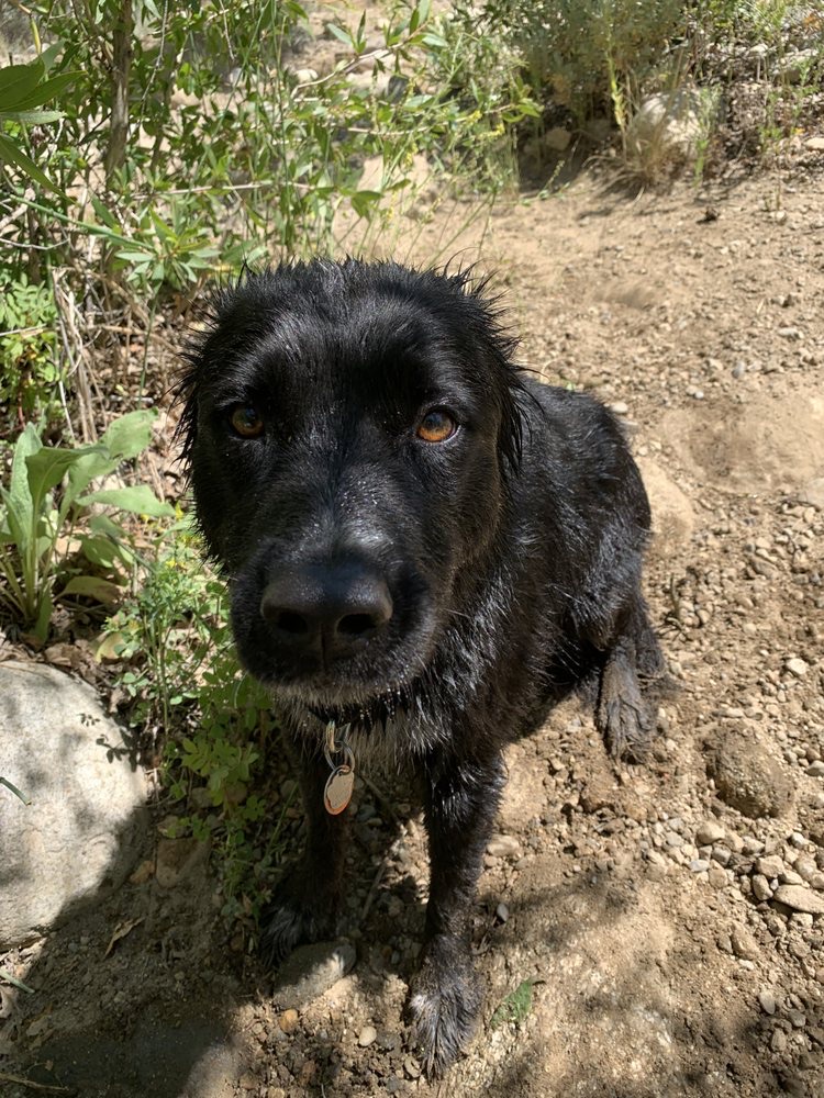 Murray Dog Hiking