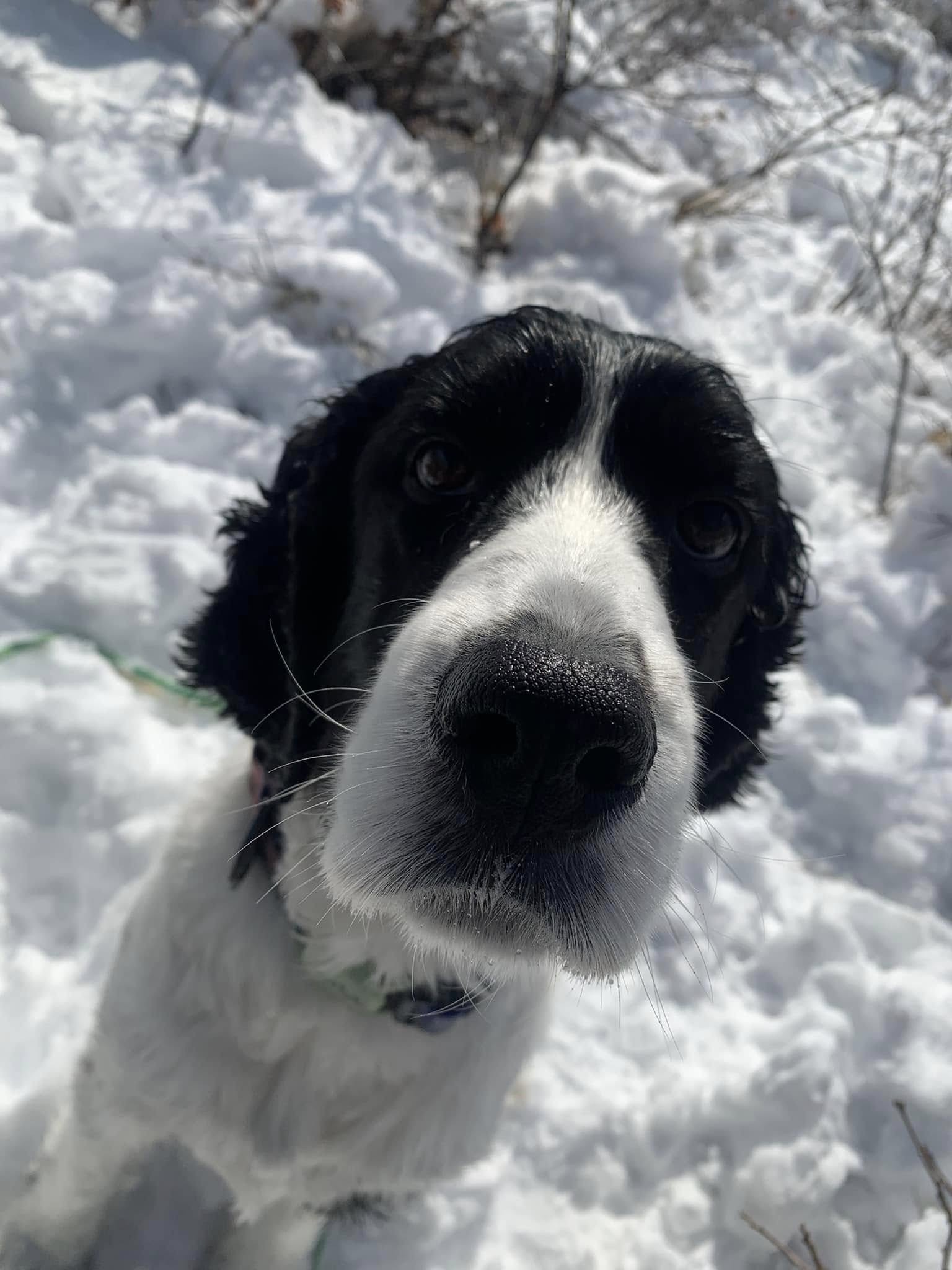 Emotional Support Dog Training