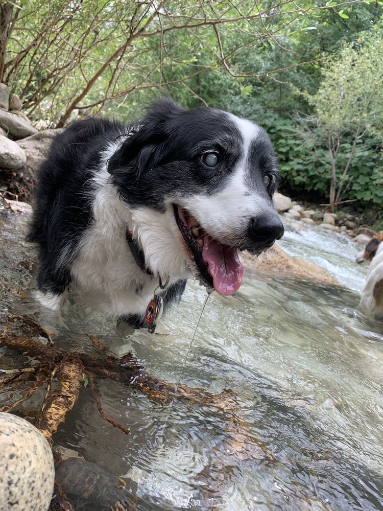 Emotional Support Dog Training