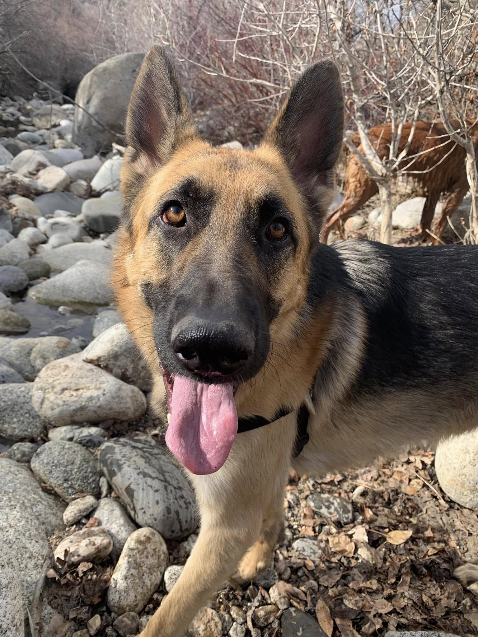 Canine Psychology Training South Jordan